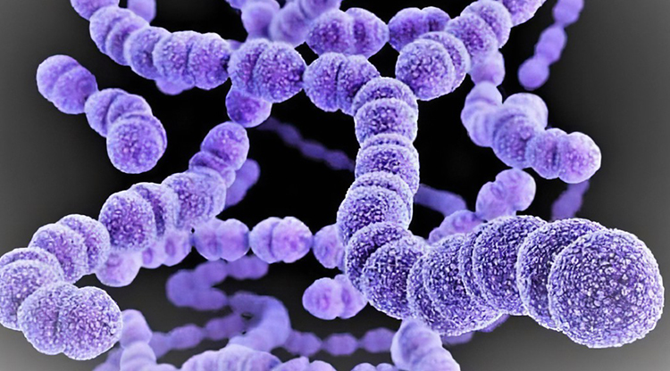 肺炎链球菌被正式命名